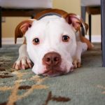 separation anxiety in dogs symptoms
