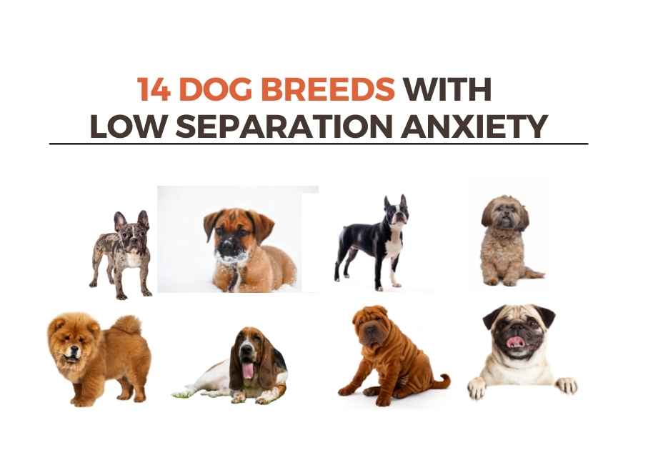 14 dog breeds with low separation anxiety