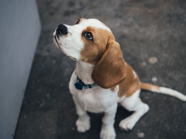 How to Handle Beagle Separation Anxiety