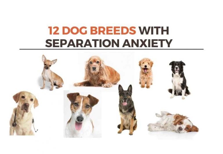 12 Dog Breeds with Separation Anxiety