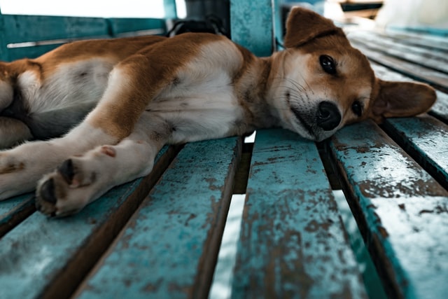 How Do You Know If Your Dog Has Anxiety?