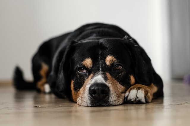11 Things You Didn’t Know Could Trigger Dog Anxiety