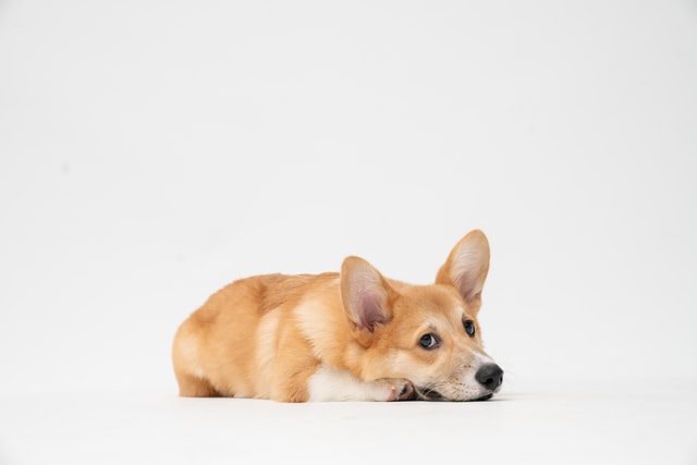 Corgi Separation Anxiety: Signs, Symptoms, and Prevention