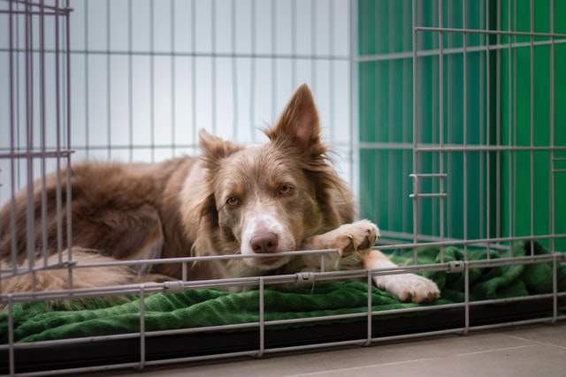 The Best Way To Crate Train an Older Dog With Separation Anxiety