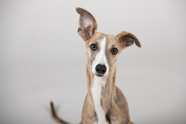 Greyhound Separation Anxiety: Signs, Symptoms & Treatment