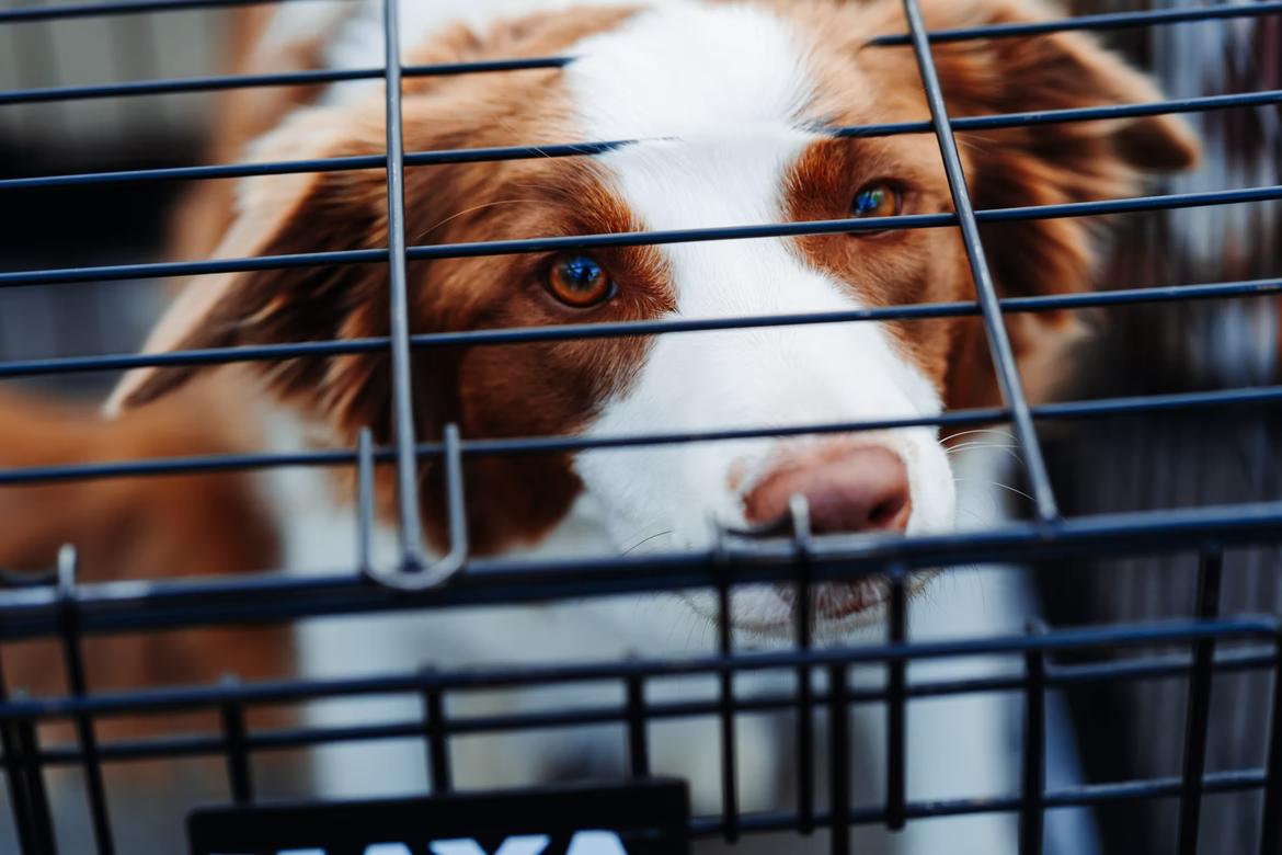 confinement anxiety in dogs