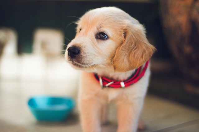 Helping Your New Puppy Deal With Separation Anxiety: Tips and Tricks for Working People