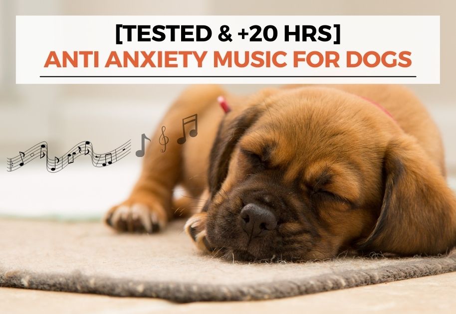 anti anxiety music for anxious dogs