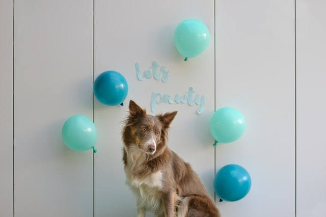 Why is Your Dog Afraid of Balloons? Is It a Sign of Anxiety?