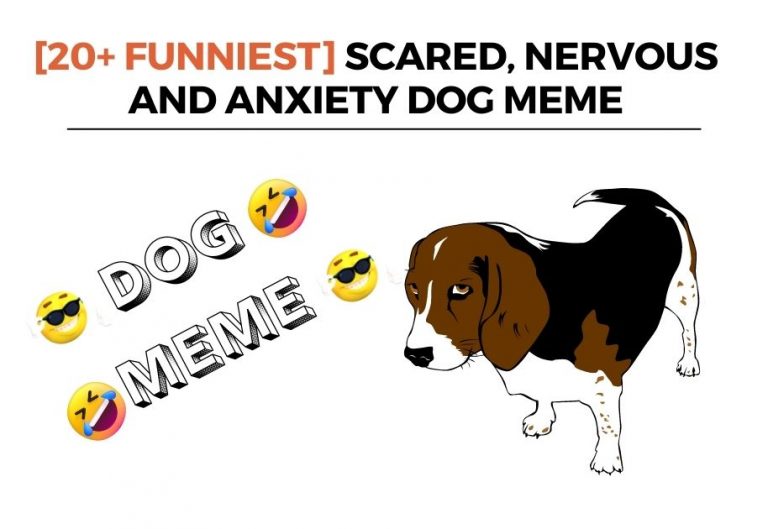 [20+ GIF] Hilarious Scared, Nervous, and Anxiety Dog Memes that Make You Laugh