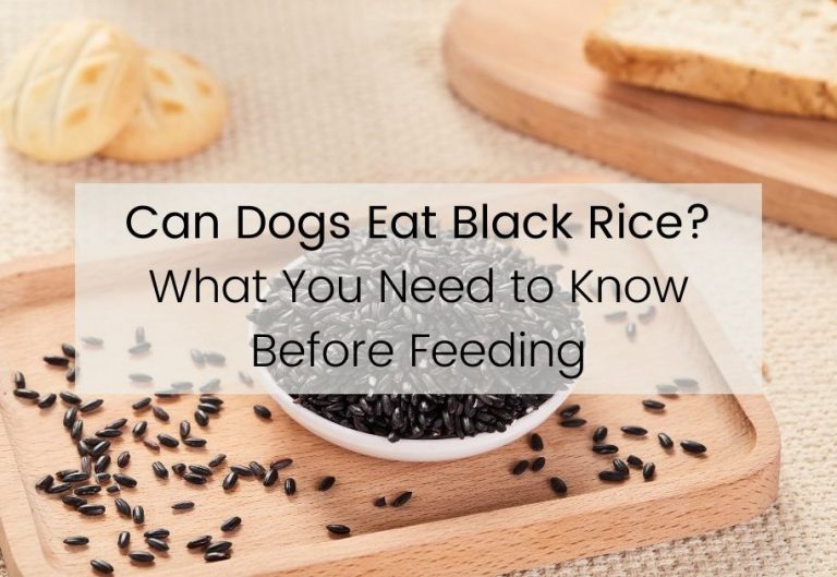 Can Dogs Eat Black Rice? What You Need to Know Before Feeding