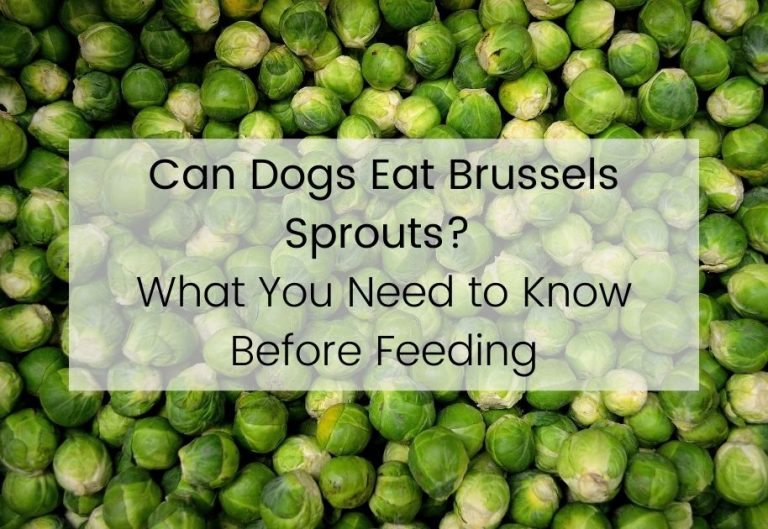 Can Dogs Eat Brussels Sprouts? What You Need to Know Before Feeding to Your Furry Friend.