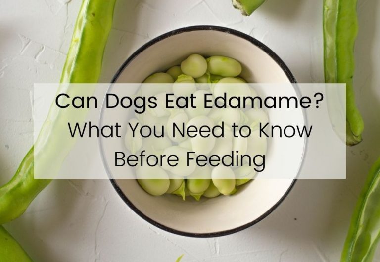 Can Dogs Eat Edamame Beans? What You Need to Know Before Feeding.