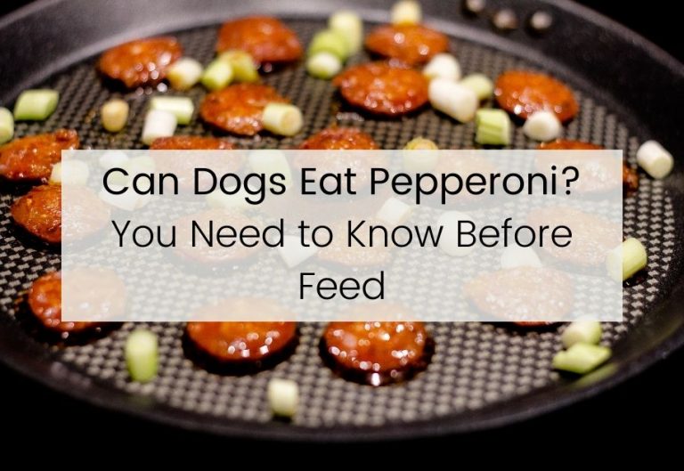 Can Dogs Eat Pepperoni? The Truth About Pepperoni And Your Dog.