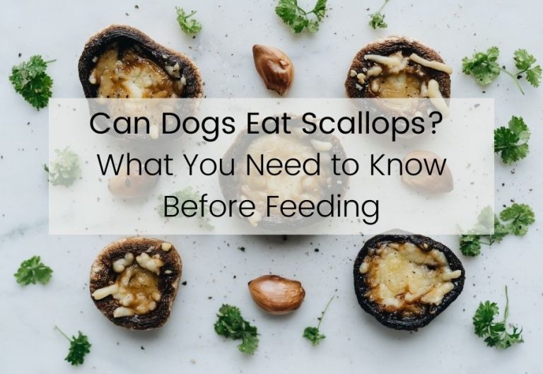 Can Dogs Eat Scallops? | The Answer To The Question