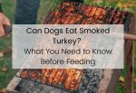 Can Dogs Eat Smoked Turkey, stuffed turkey