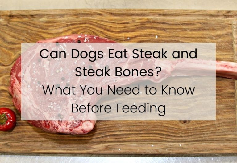 Can Dogs Eat Steak And Steak Bones? What You Need To Know Before Feeding