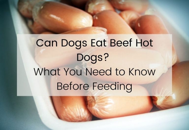 Can Dogs Eat Beef Hot Dogs? What You Need to Know Before Feeding.