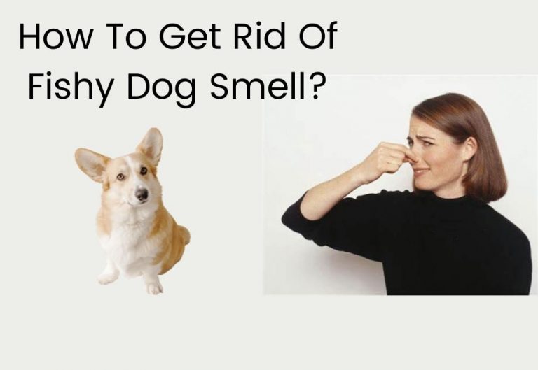 How To Get Rid Of Fishy Dog Smell? 10 Tips That Really Work.