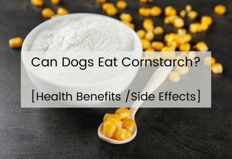 Can Dogs Eat Cornstarch? [Health Benefits & Side Effects]