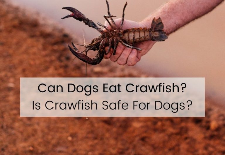 Can Dogs Eat Crawfish? Is Crawfish Safe For Dogs?