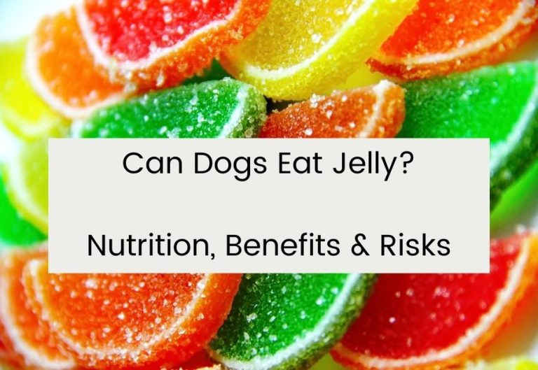 Can Dogs Eat Jelly?
