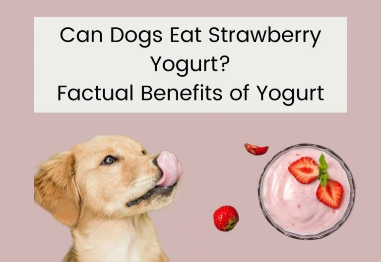 Can Dogs Eat Strawberry Yogurt? Factual Benefits of Yogurt for Your Dogs