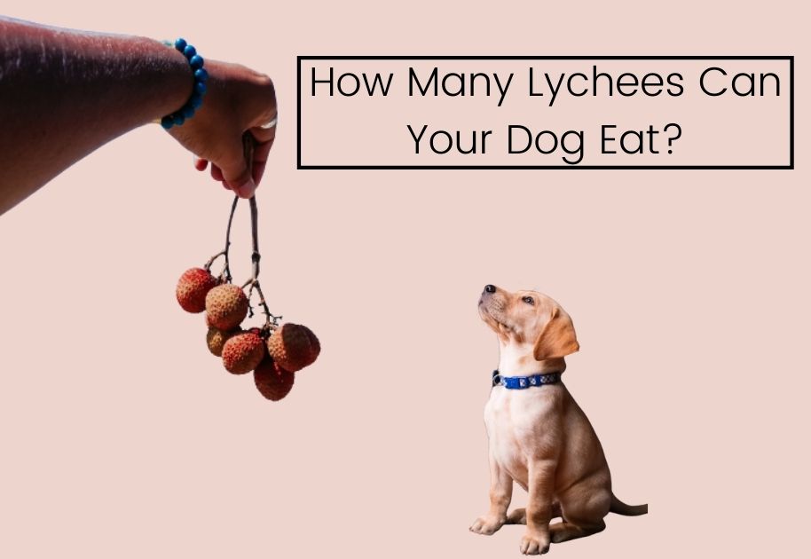 how many lychees can dogs eat? 
how many lychees can I give to my dog?
how many lychees can I feed to my dog?