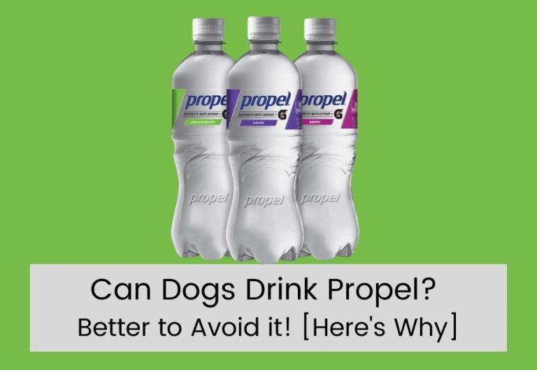 Can Dogs Drink Propel?