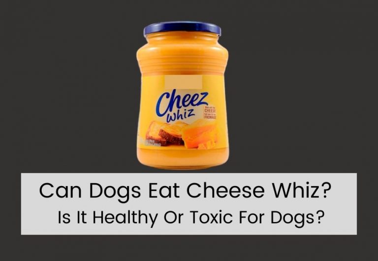 Can Dogs Eat Cheese Whiz?