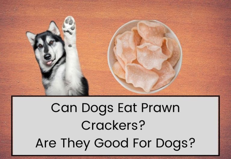 Can Dogs Eat Prawn Crackers?