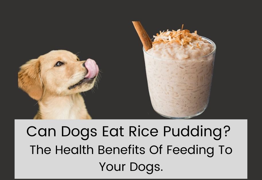 can dogs eat rice pudding, is rice pudding safe for dogs , is rice pudding healthy for dogs