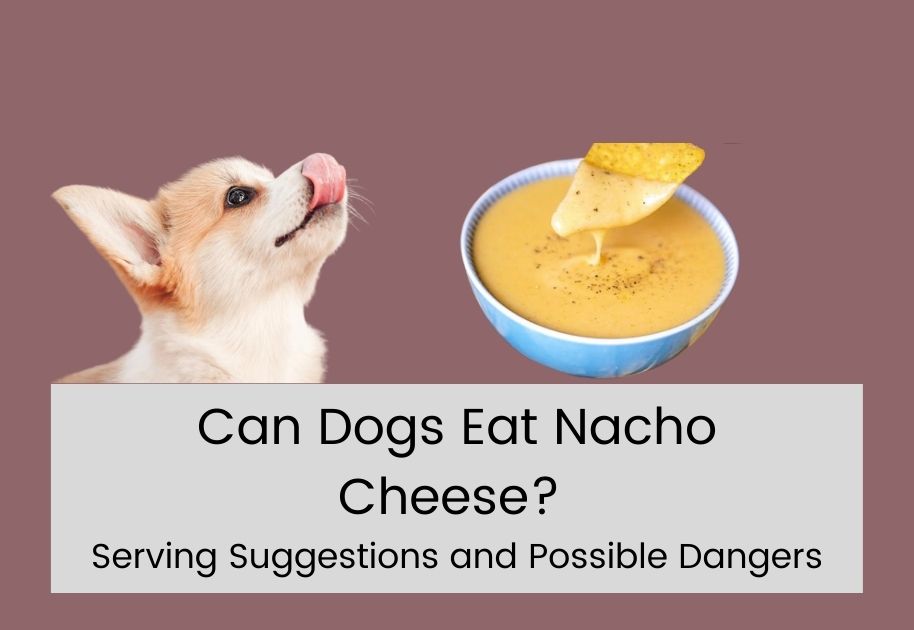 can dogs eat nacho cheese, can dogs eat nacho cheese sauce,