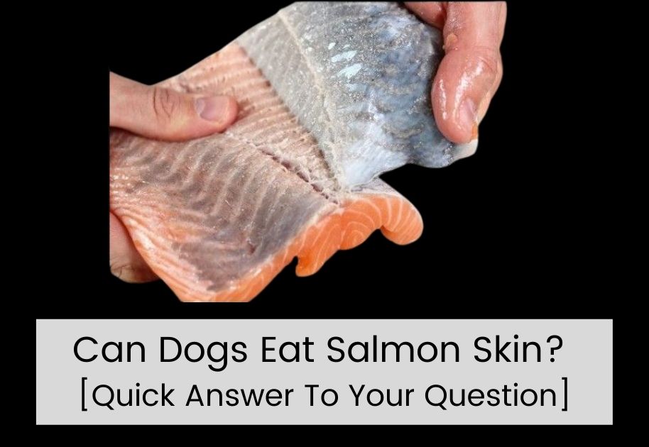 can dogs ear salmon skin, is salmon skin safe for dogs