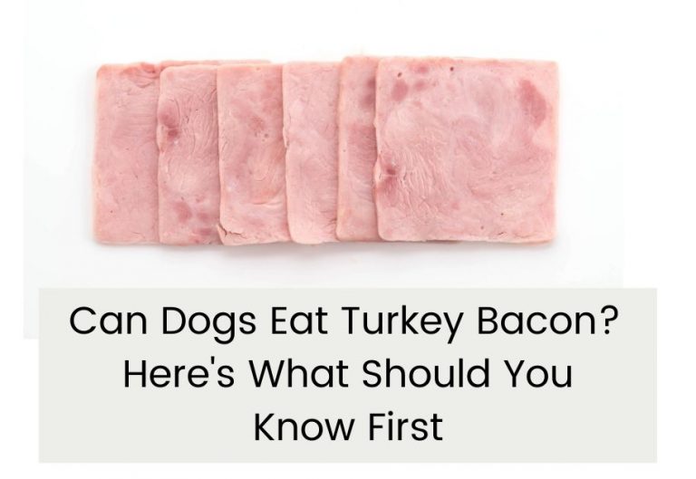 Can Dogs Eat Turkey Bacon?