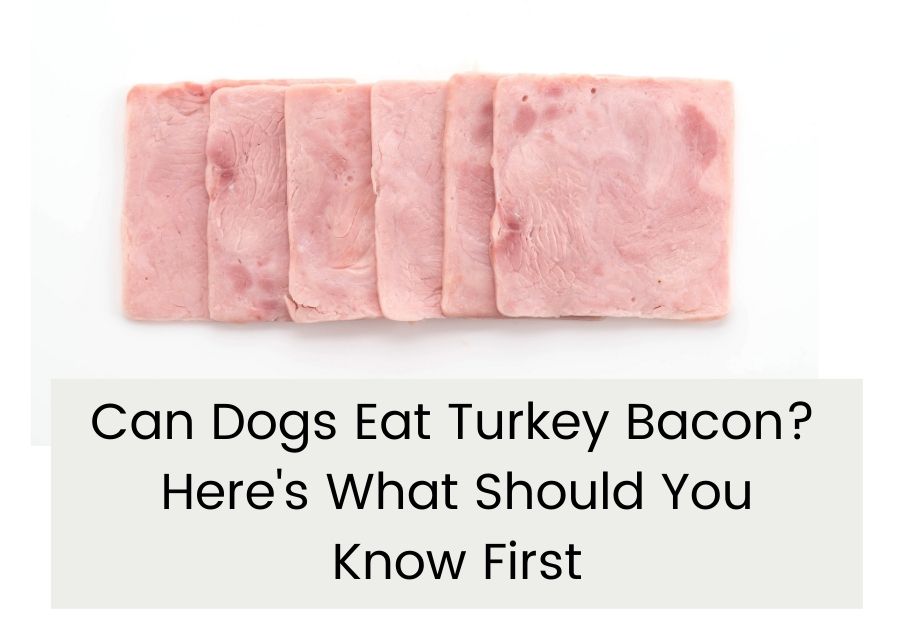 can dogs eat turkey bacon, can dogs have turkey bacon, is turkey bacon safe for dogs